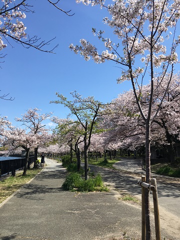 桜